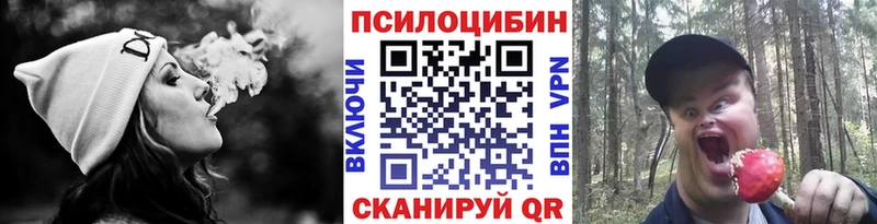 Псилоцибиновые грибы Cubensis  закладки  Салаир 