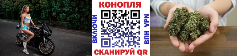Бошки марихуана гибрид Салаир